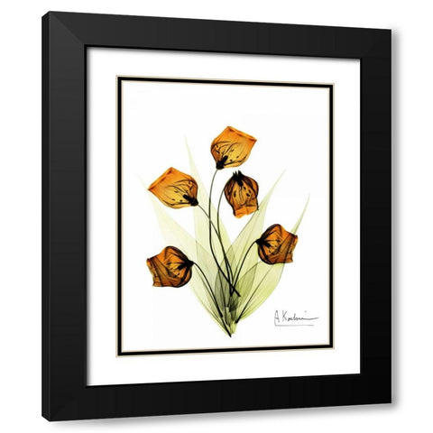 Sandersonia in Gold Black Modern Wood Framed Art Print with Double Matting by Koetsier, Albert