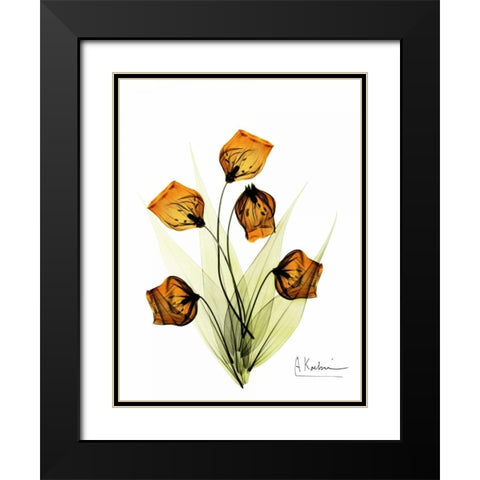 Sandersonia in Gold Black Modern Wood Framed Art Print with Double Matting by Koetsier, Albert