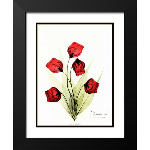 Sandersonia in Red 2 Black Modern Wood Framed Art Print with Double Matting by Koetsier, Albert