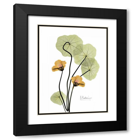 Nasturtium in Yellow 2 Black Modern Wood Framed Art Print with Double Matting by Koetsier, Albert