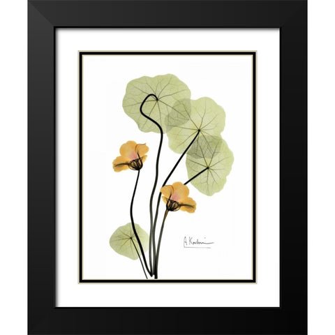 Nasturtium in Yellow 2 Black Modern Wood Framed Art Print with Double Matting by Koetsier, Albert