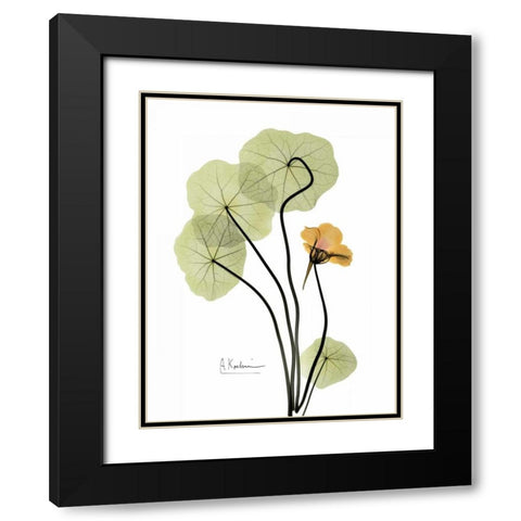 Nasturtium in Yellow Black Modern Wood Framed Art Print with Double Matting by Koetsier, Albert