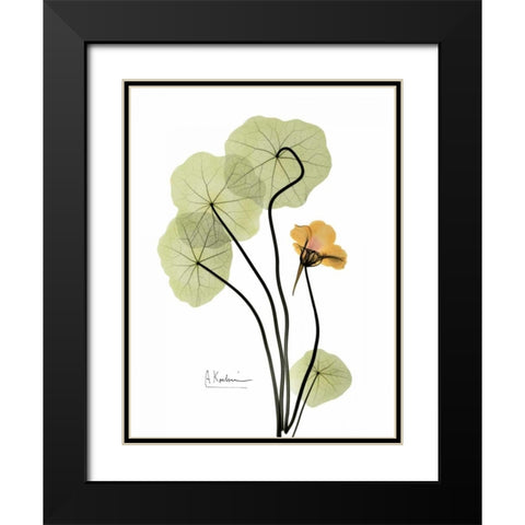 Nasturtium in Yellow Black Modern Wood Framed Art Print with Double Matting by Koetsier, Albert