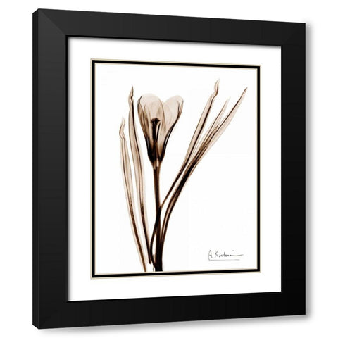 Crocus in Brown Black Modern Wood Framed Art Print with Double Matting by Koetsier, Albert