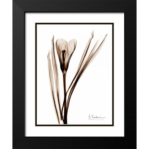 Crocus in Brown Black Modern Wood Framed Art Print with Double Matting by Koetsier, Albert