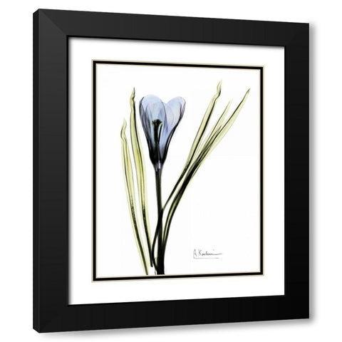 Crocus in Blue Black Modern Wood Framed Art Print with Double Matting by Koetsier, Albert