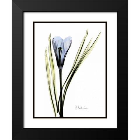 Crocus in Blue Black Modern Wood Framed Art Print with Double Matting by Koetsier, Albert