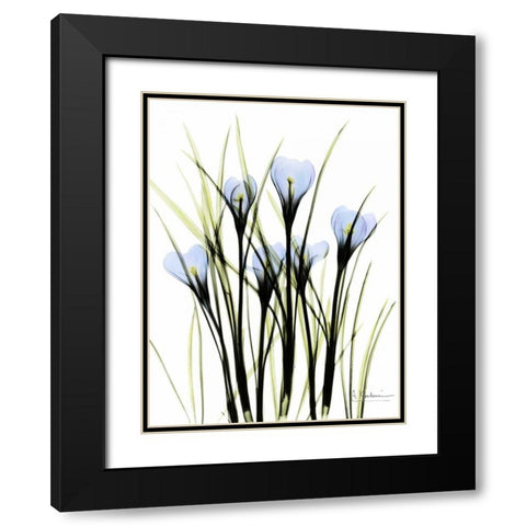 Crocus C38 Black Modern Wood Framed Art Print with Double Matting by Koetsier, Albert