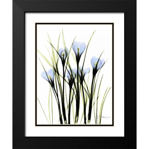 Crocus C38 Black Modern Wood Framed Art Print with Double Matting by Koetsier, Albert