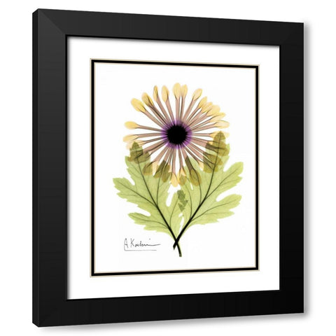 Chrysanthemum in Color Black Modern Wood Framed Art Print with Double Matting by Koetsier, Albert