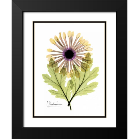 Chrysanthemum in Color Black Modern Wood Framed Art Print with Double Matting by Koetsier, Albert