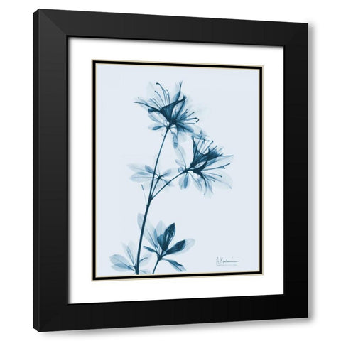 Azalea in Blue Black Modern Wood Framed Art Print with Double Matting by Koetsier, Albert