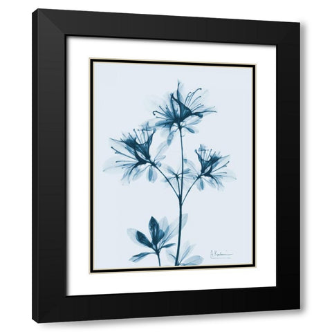 Azalea in Blue 2 Black Modern Wood Framed Art Print with Double Matting by Koetsier, Albert