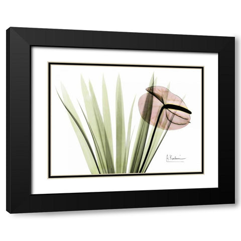 Flamingo Plant in Color Black Modern Wood Framed Art Print with Double Matting by Koetsier, Albert