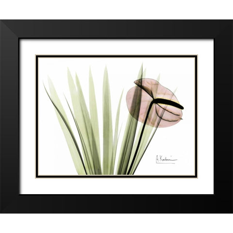 Flamingo Plant in Color Black Modern Wood Framed Art Print with Double Matting by Koetsier, Albert