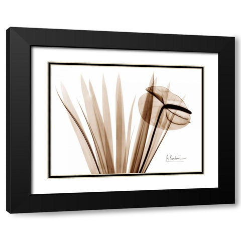 Flamingo Plant Black Modern Wood Framed Art Print with Double Matting by Koetsier, Albert