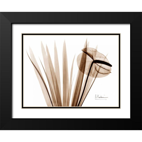 Flamingo Plant Black Modern Wood Framed Art Print with Double Matting by Koetsier, Albert