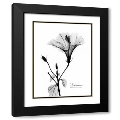 Hibiscus  Black Modern Wood Framed Art Print with Double Matting by Koetsier, Albert