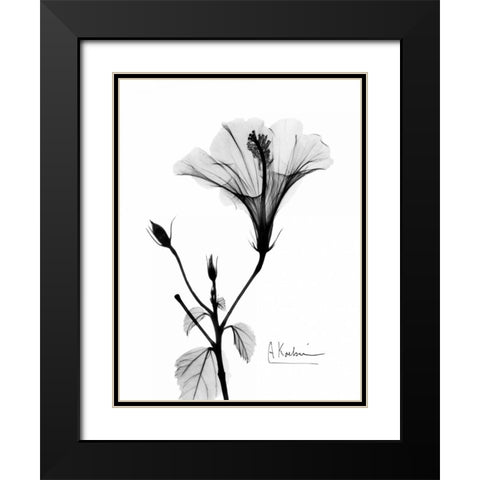 Hibiscus  Black Modern Wood Framed Art Print with Double Matting by Koetsier, Albert