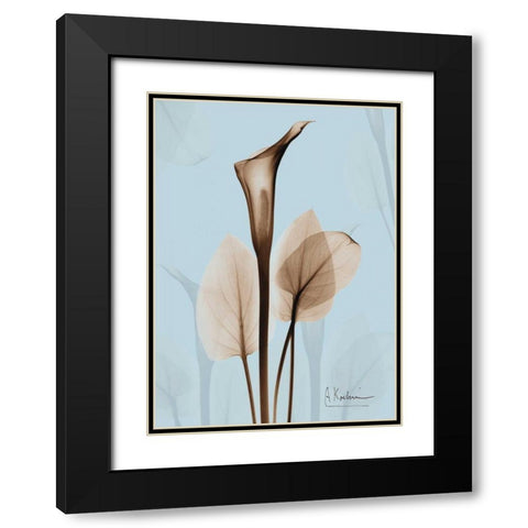 Calla Lily Brown on Blue 2 Black Modern Wood Framed Art Print with Double Matting by Koetsier, Albert