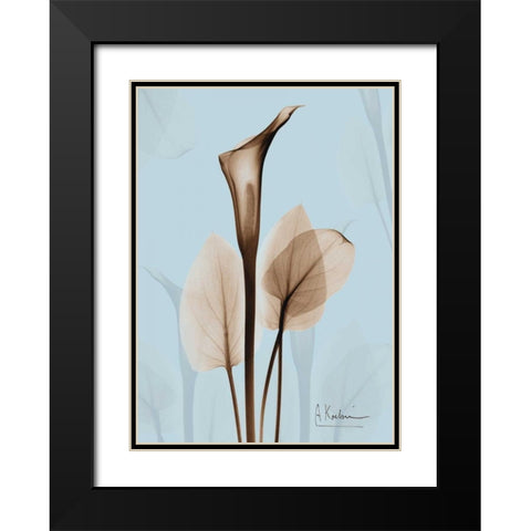 Calla Lily Brown on Blue 2 Black Modern Wood Framed Art Print with Double Matting by Koetsier, Albert