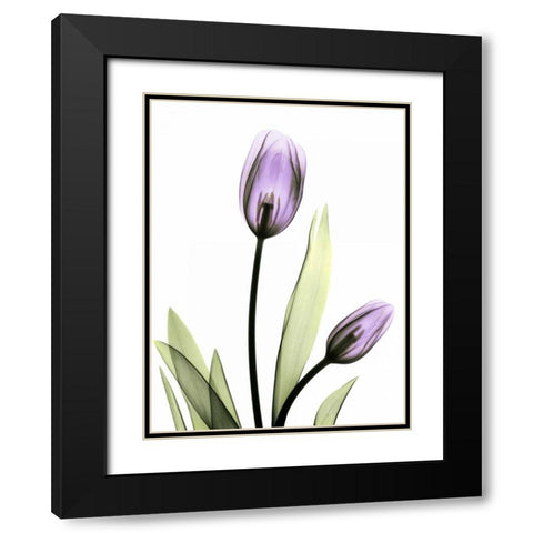 Purple Tulips Black Modern Wood Framed Art Print with Double Matting by Koetsier, Albert