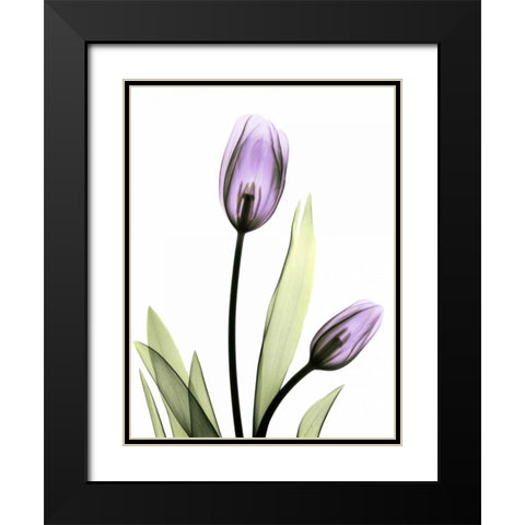 Purple Tulips Black Modern Wood Framed Art Print with Double Matting by Koetsier, Albert