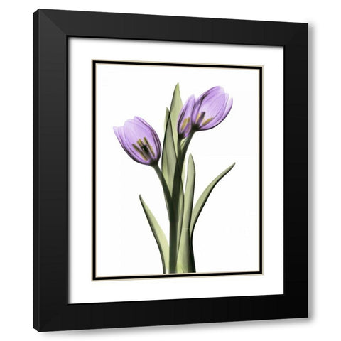 Purple Tulips 2 Black Modern Wood Framed Art Print with Double Matting by Koetsier, Albert