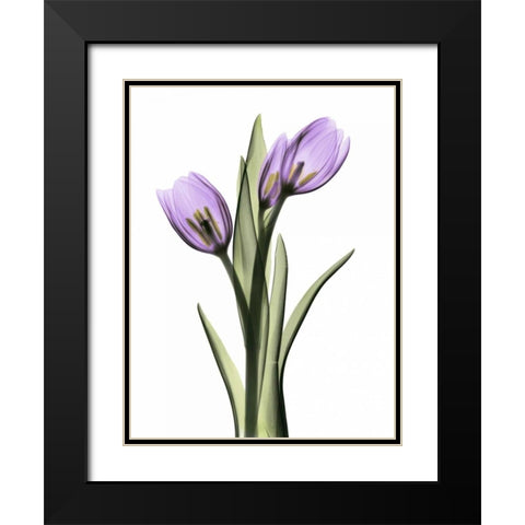 Purple Tulips 2 Black Modern Wood Framed Art Print with Double Matting by Koetsier, Albert