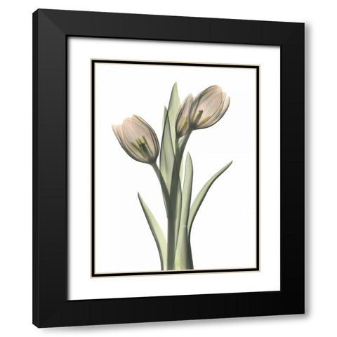 Tulip Pair in Color Black Modern Wood Framed Art Print with Double Matting by Koetsier, Albert