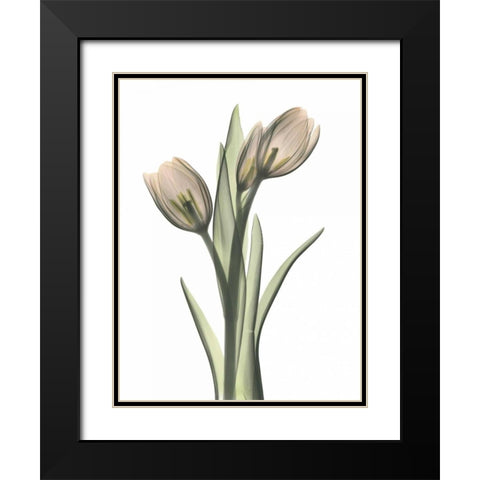 Tulip Pair in Color Black Modern Wood Framed Art Print with Double Matting by Koetsier, Albert