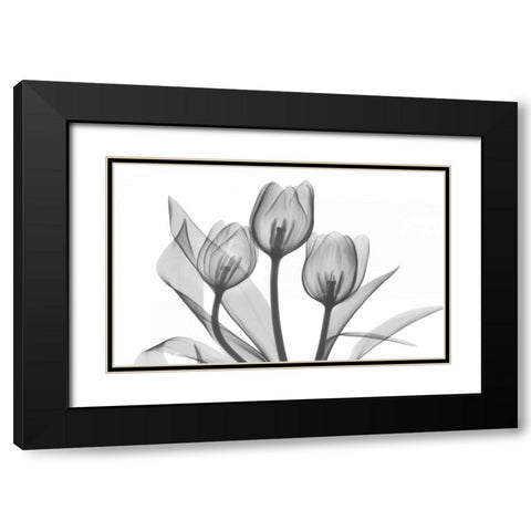 Tulips Three in BandW Black Modern Wood Framed Art Print with Double Matting by Koetsier, Albert