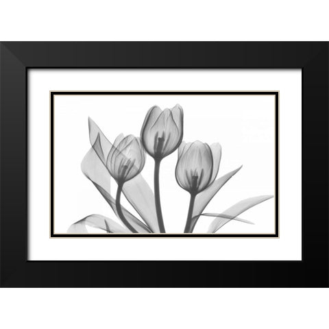 Tulips Three in BandW Black Modern Wood Framed Art Print with Double Matting by Koetsier, Albert