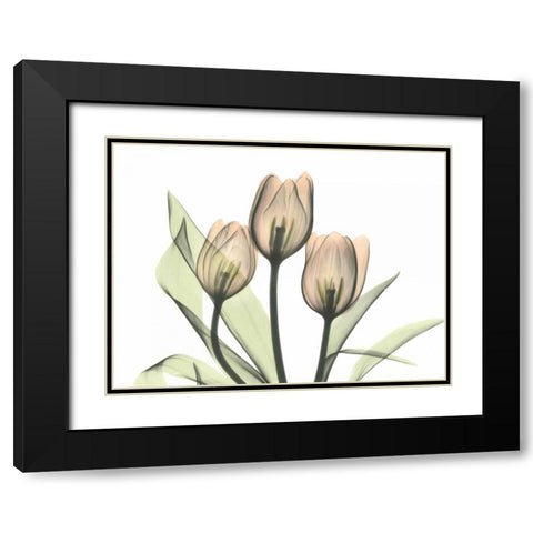 Tulips Three in Color Black Modern Wood Framed Art Print with Double Matting by Koetsier, Albert