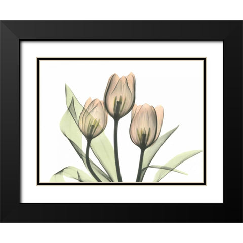 Tulips Three in Color Black Modern Wood Framed Art Print with Double Matting by Koetsier, Albert