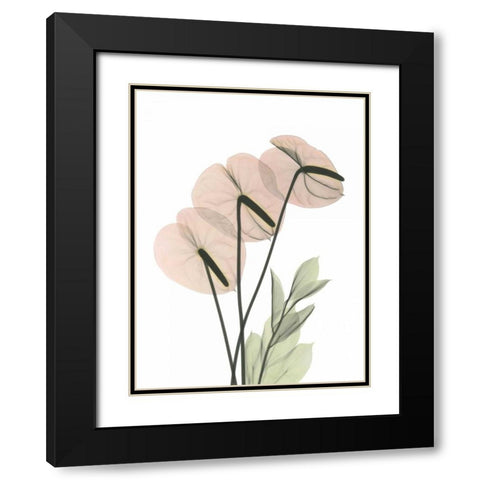 Flamingo in Color Black Modern Wood Framed Art Print with Double Matting by Koetsier, Albert