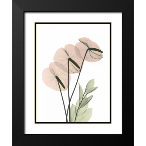 Flamingo in Color Black Modern Wood Framed Art Print with Double Matting by Koetsier, Albert