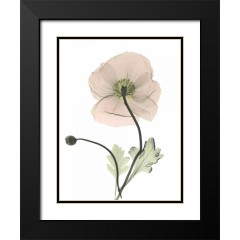 Iceland Poppy Black Modern Wood Framed Art Print with Double Matting by Koetsier, Albert