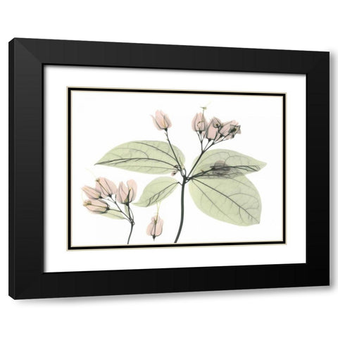 Bleeding Heart in Color Black Modern Wood Framed Art Print with Double Matting by Koetsier, Albert