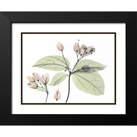 Bleeding Heart in Color Black Modern Wood Framed Art Print with Double Matting by Koetsier, Albert