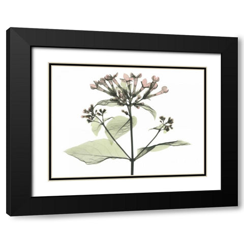 Bouvardia in Color Black Modern Wood Framed Art Print with Double Matting by Koetsier, Albert