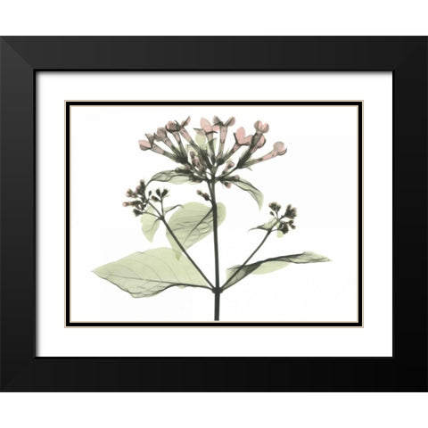 Bouvardia in Color Black Modern Wood Framed Art Print with Double Matting by Koetsier, Albert