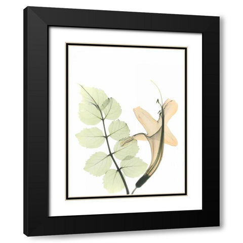 Honey Suckle in Color Black Modern Wood Framed Art Print with Double Matting by Koetsier, Albert