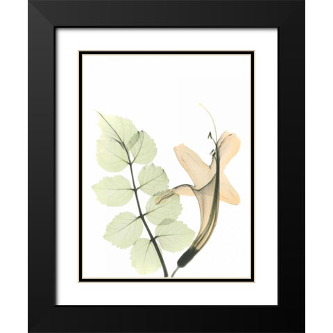 Honey Suckle in Color Black Modern Wood Framed Art Print with Double Matting by Koetsier, Albert