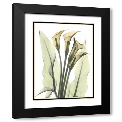 Calla Lily Bunch in Color Black Modern Wood Framed Art Print with Double Matting by Koetsier, Albert