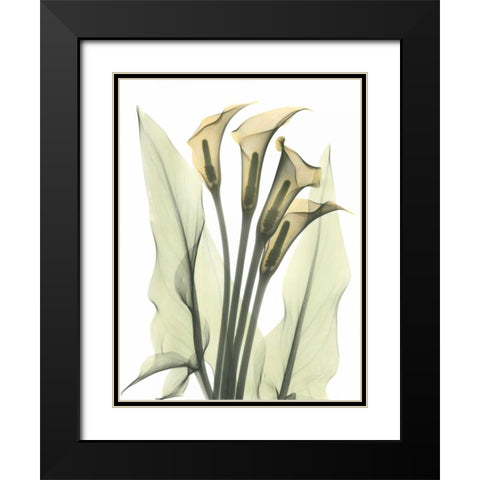 Calla Lily Bunch in Color Black Modern Wood Framed Art Print with Double Matting by Koetsier, Albert