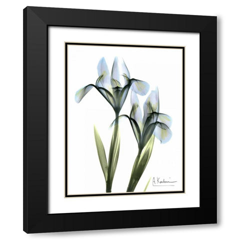 Blue Iris Pair Black Modern Wood Framed Art Print with Double Matting by Koetsier, Albert