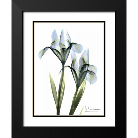 Blue Iris Pair Black Modern Wood Framed Art Print with Double Matting by Koetsier, Albert