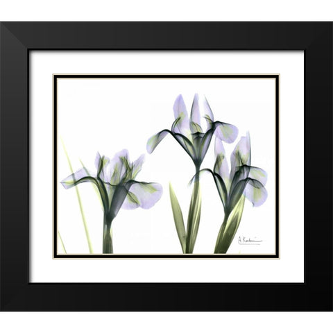 Blue Iris Triple Black Modern Wood Framed Art Print with Double Matting by Koetsier, Albert