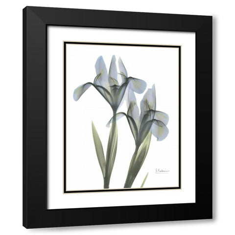 Japanese Iris Black Modern Wood Framed Art Print with Double Matting by Koetsier, Albert